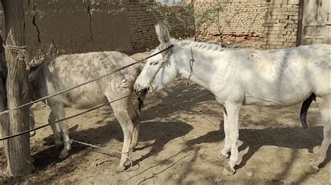 mating of horse and donkey|horse breeding donkey hard.